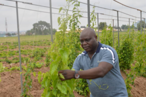 Dr Patrick Adebola, AfricaYam Project Leader inspects field trials in Abuja, Nigeria.